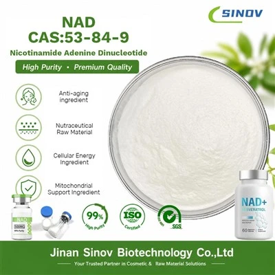 B Nicotinamide Adenine Dinucleotide