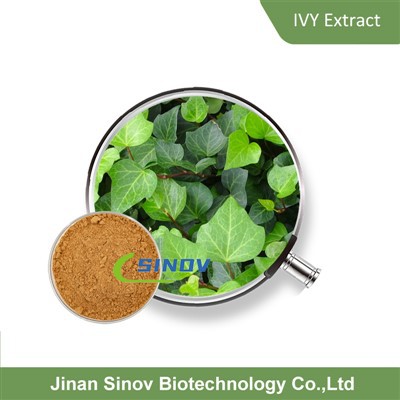 Bột chiết xuất lá cây thường xuân